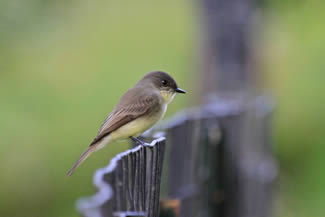Phoebe - Sayornis phoebe Phoebe - Sayornis phoebe
